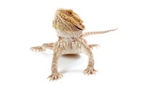 cheap lizards for sale online