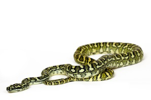 Pythons for sale