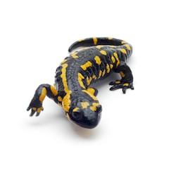 Salamanders for sale online