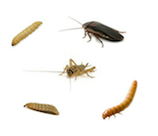 Three-striped scorpion feeders