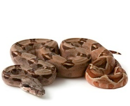 Boa constrictors for sale