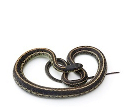 Garter snakes for sale