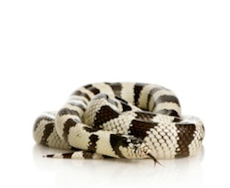 Kingsnakes for sale