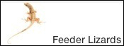 Buy feeder lizards online