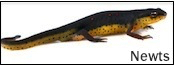 newts for sale